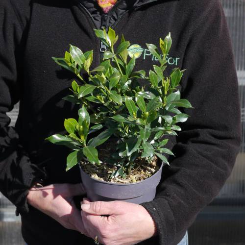 Gardenia jasminoides, Jazmn del Cabo