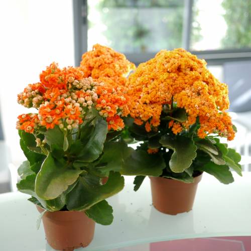 Kalanchoe con flores naranjas