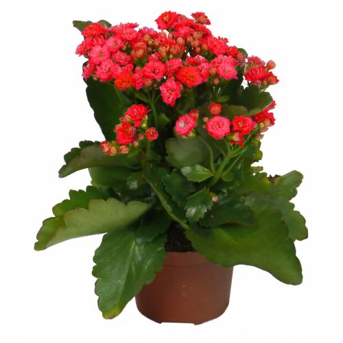 Kalanchoe con flores rojas : venta Kalanchoe con flores rojas / Kalanchoe  rubra