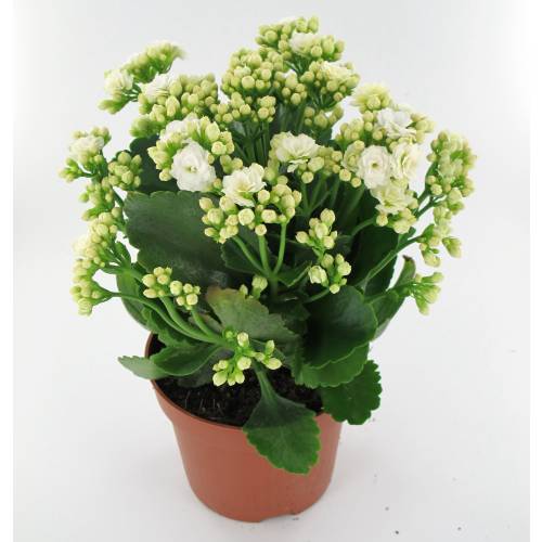 Kalanchoe con flores blancas : venta Kalanchoe con flores blancas /  Kalanchoe alba