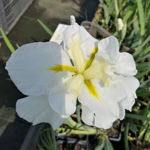 Iris japonés blanco