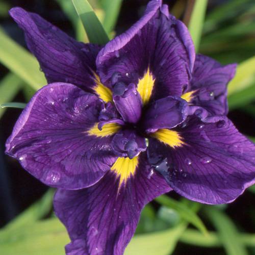 Iris japons 'Gokurakuden'