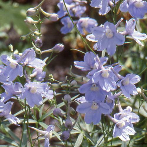 Delphinium 'Cliveden Beauty'