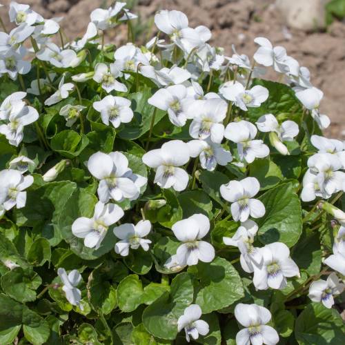 Violeta de olor blanca