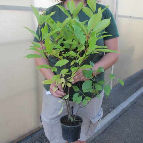 Cephalanthus occidental