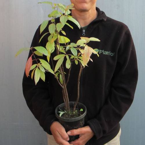 Cephalanthus occidental