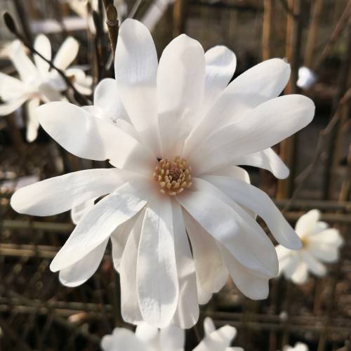 Magnolia estrellada