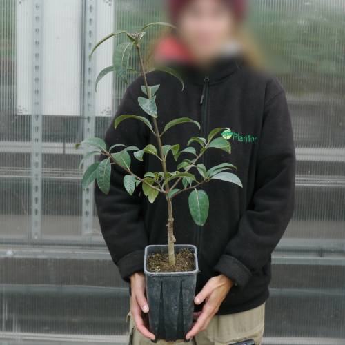 rbol de nieve, rbol de flecos