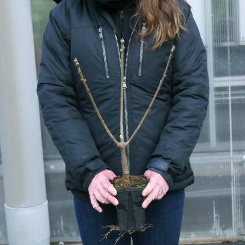 �rbol de nieve, �rbol de flecos