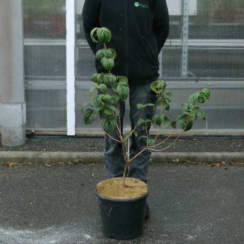 Cornejo japons de flores rosas