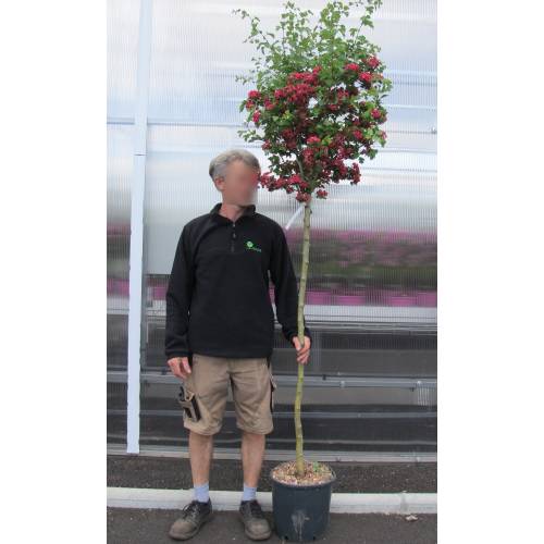 Espino de flores roja 'Paul's Scarlet'