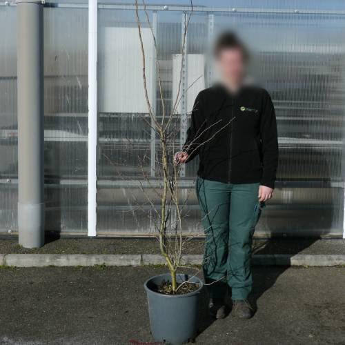 Espino de flores roja 'Paul's Scarlet'