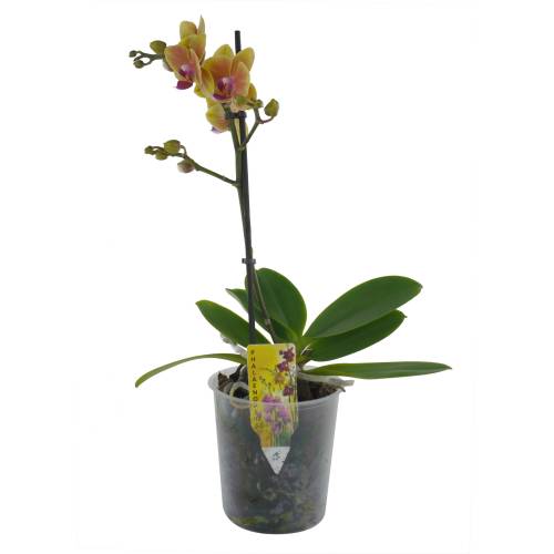 Orquídea mariposa Naranja, Phalaenopsis