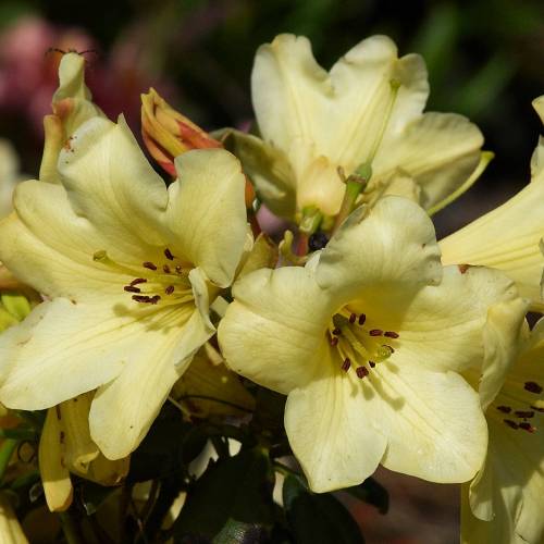 Rododendro amarillo 'Goldkrone'