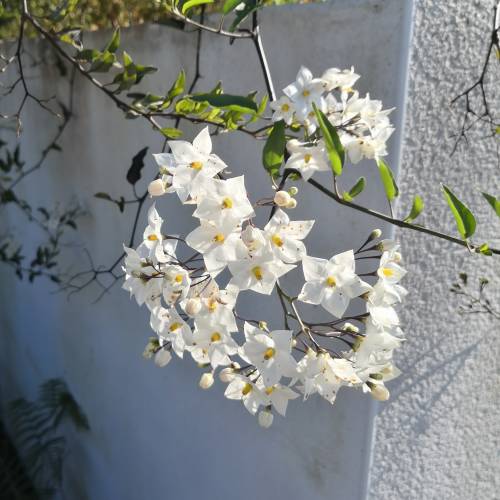 Solano, Falso jazmín con flores blancas
