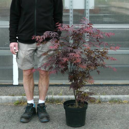 Arce japon�s 'Bloodgood'