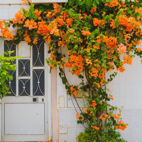 Buganvilla naranja