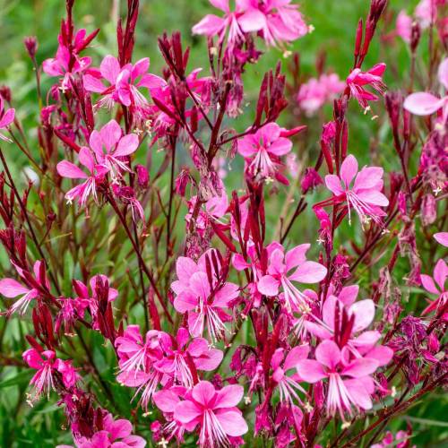 Gaura rosa de Lindheimer