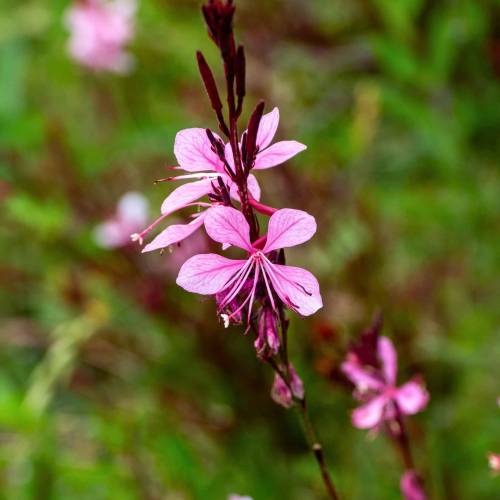 Gaura rosa de Lindheimer