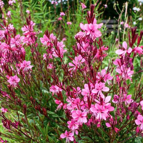 Gaura rosa de Lindheimer