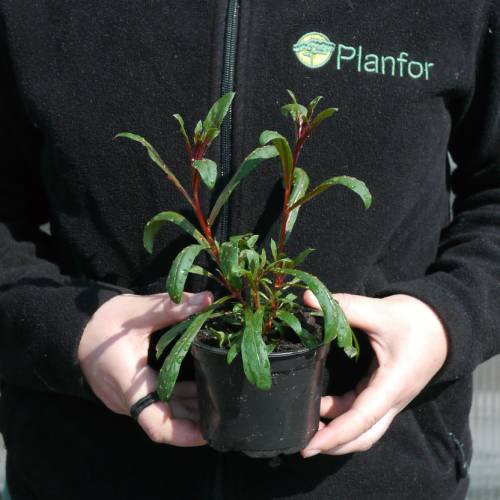 Gaura roja de Lindheimer