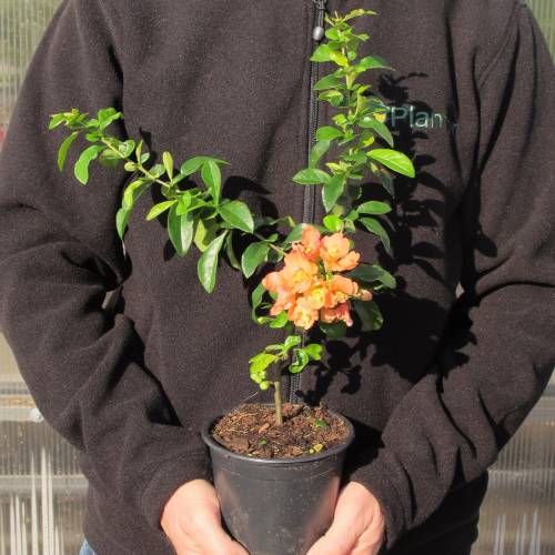 Membrillero de flor Naranja
