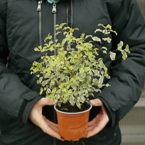 Pitsporo con pequeas hojas variegadas