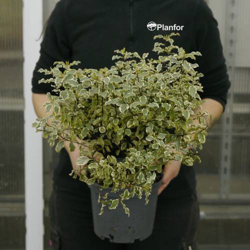 Pit�sporo con peque�as hojas variegadas