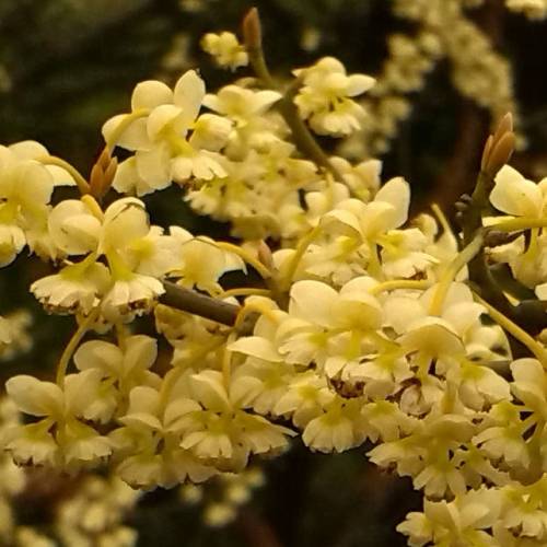Verbena ex�tica
