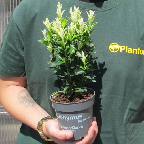 Ev�nimo de Jap�n 'Paloma blanca'