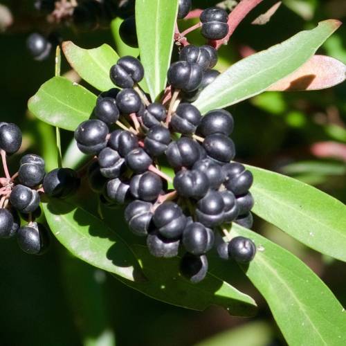 Pimientero de Tasmania
