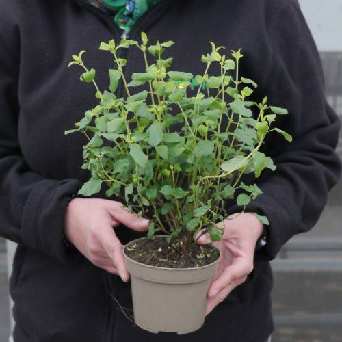 Salvia bicolor
