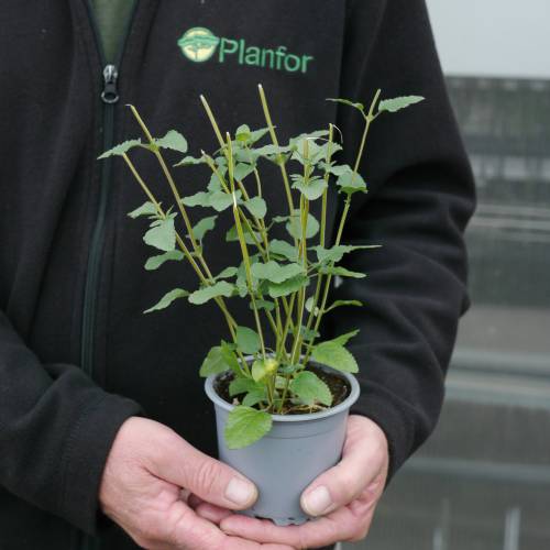 Salvia bicolor