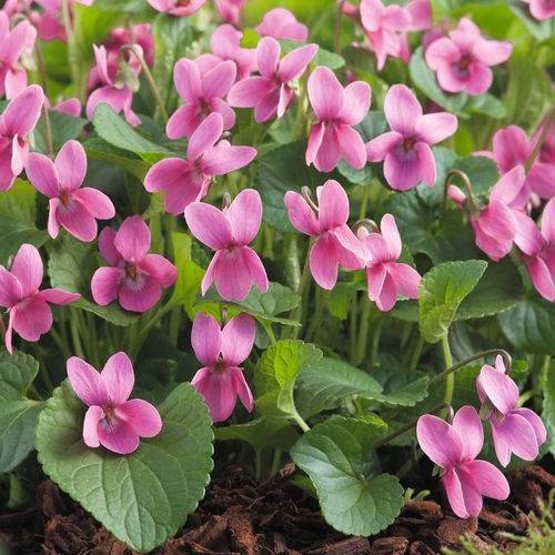 Violeta de olor 'Coeur d'Alsace