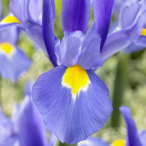 Iris japonés azul