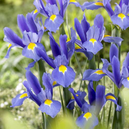 Iris japonés azul