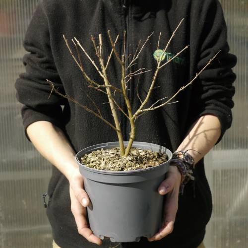 Lila de las Indias roja