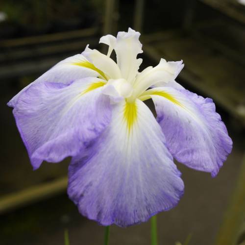 Iris japonés 'Lady in Waiting'