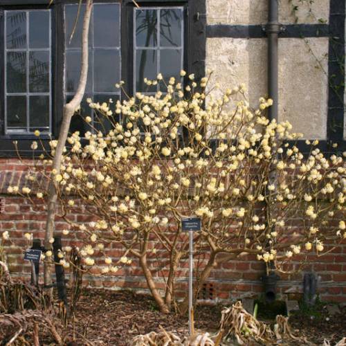 Arbusto del papel con flores doradas, Edgeworthie
