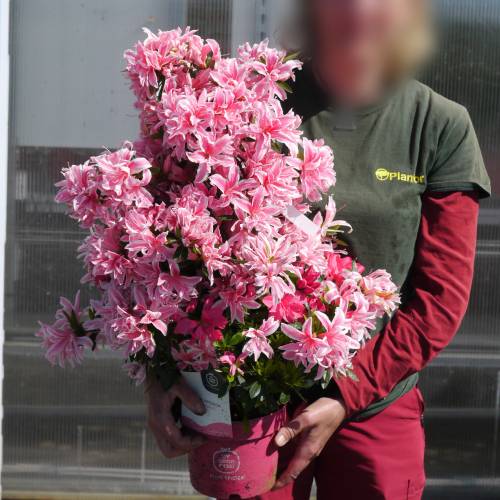 Azalea japonesa 'Pink Spider'