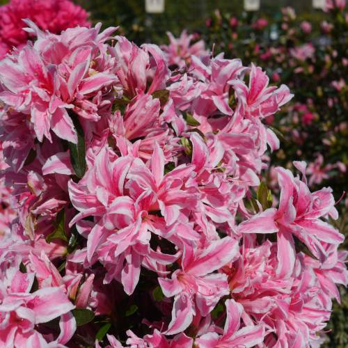 Azalea japonesa 'Pink Spider'