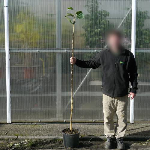 Morera enana 'Mojo Berry', Moral enana Mojo Berry