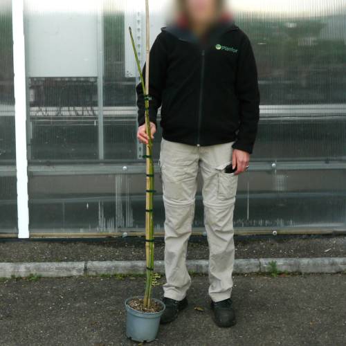 Parasol chino, Sterculier con hojas de platanero