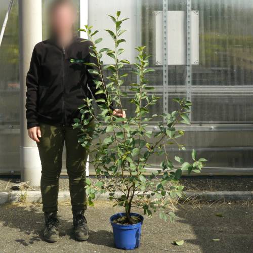 Cerezo enano autofertil 'Cherry baby'