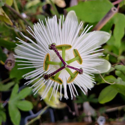 Passiflora blanca