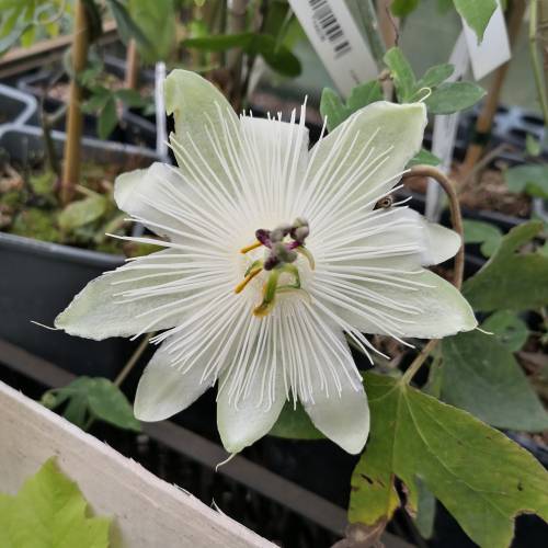 Passiflora blanca