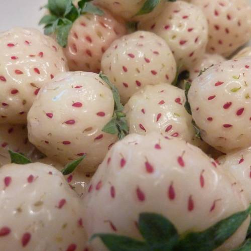 Fresas 'Pineberry', Fresa blanca-Pia