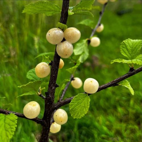 Cerezo de Nankin, Cerezo de Shangai frutas blancas