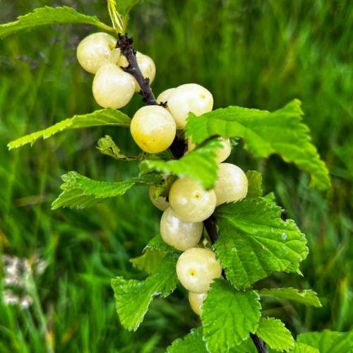 Cerezo de Nankin, Cerezo de Shangai frutas blancas