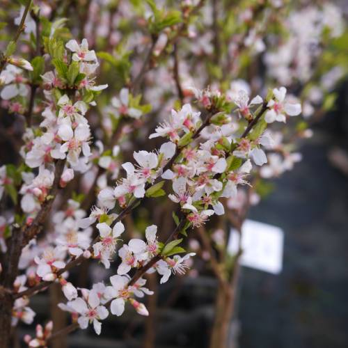 Cerezo de Nankin, Cerezo de Shangai frutas blancas